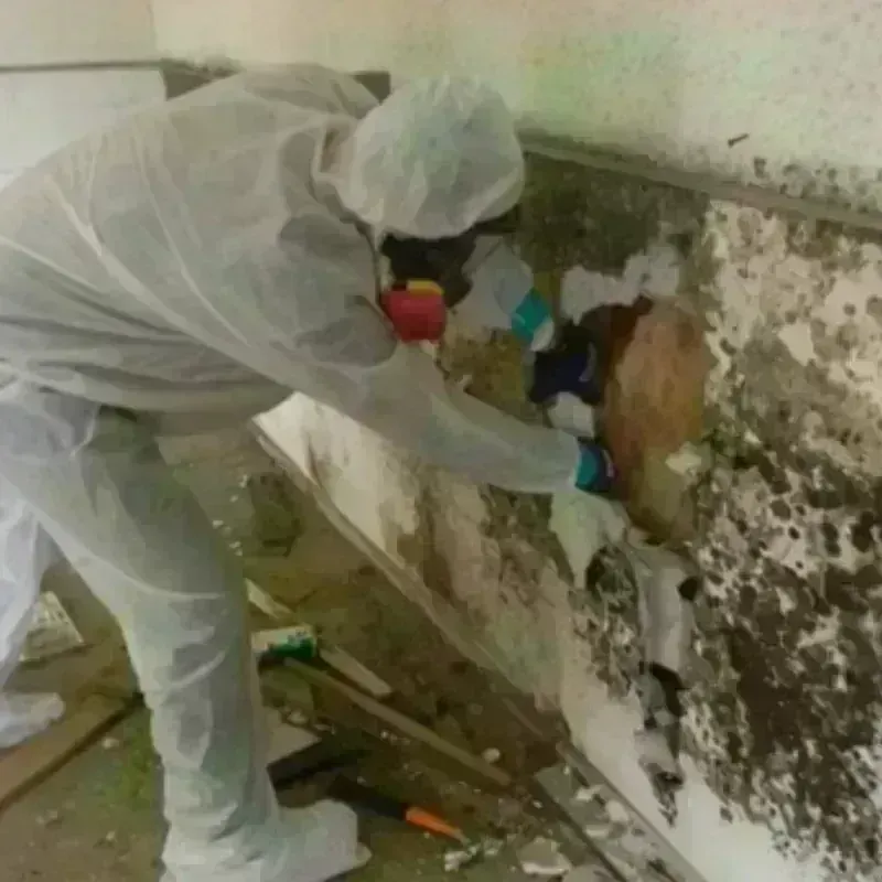 Mold Remediation and Removal in Harrison, AR